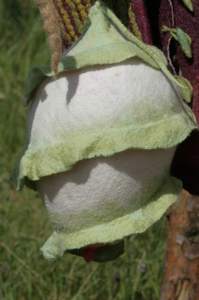 größer
